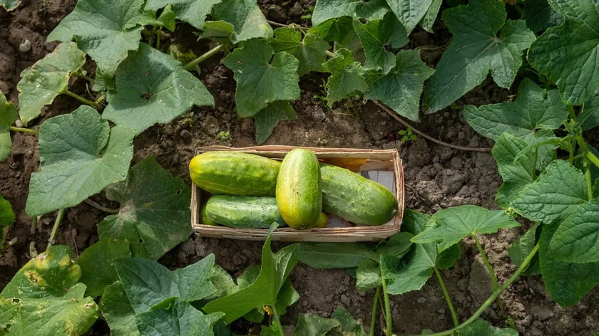 Hıyar Tohumlarını Ekmeden Önce Doğru Hazırlamak Sağlıklı Bitkiler ve Bol Verim İçin Anahtar