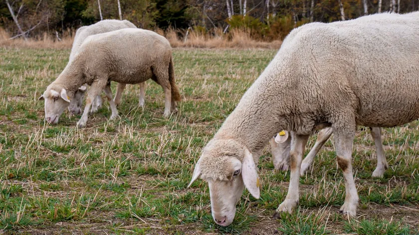 Sırbistan'da buzağı, domuz yavrusu ve besilik boğa fiyatları düştü, kuzu fiyatları yükseldi