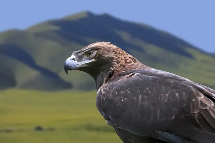 Sırbistan'ın Ulusal Sembolü İmparator Kartallar Geri Dönüyor Ancak Yeni Tehlikeler Sürüyor