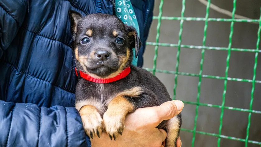 Karadağ'da 15 yaşındaki çocuk yavru köpeği nehre attı, iki adam azmettirmekten suçlandı