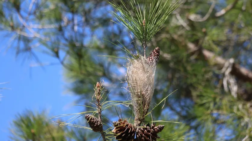 Sırbistan'da Veterinerler Uyardı: Çam Kese Böcekleri Köpekler İçin Çok Tehlikeli