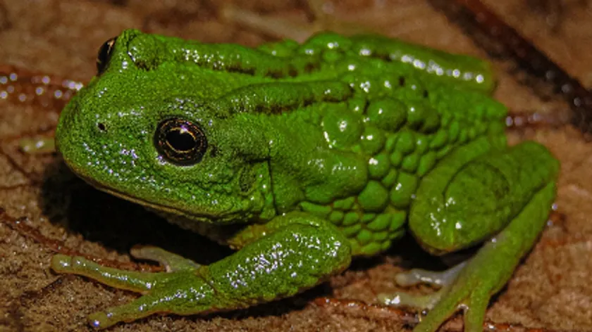 Peru Amazonu'nda yeni keseli kurbağa türü keşfedildi, habitatı risk altında belirtildi