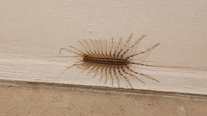 Sırbistan'da evlerdeki kırkayaklardan kurtulmanın etkili yolları uzmanlarca açıklandı