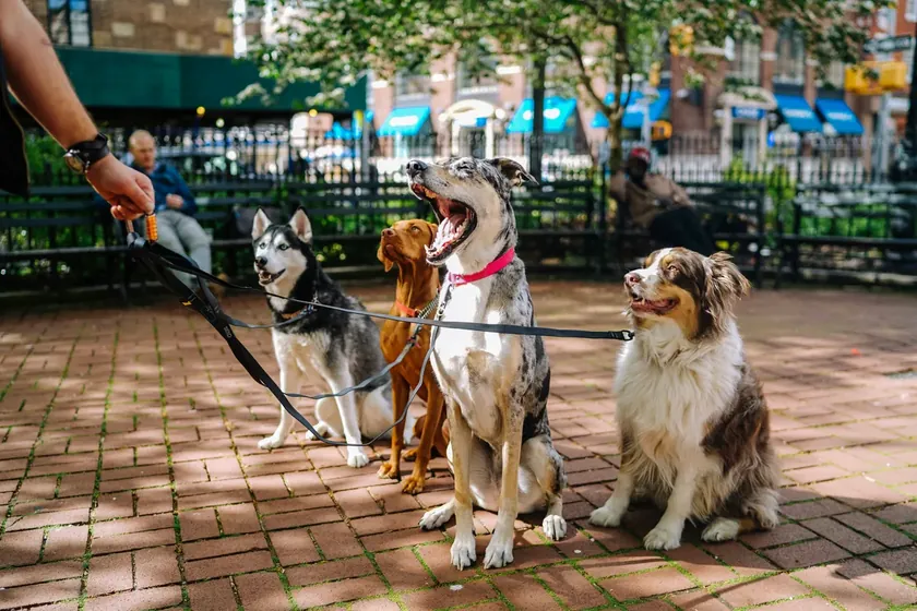 Sırbistan bilim insanları insanların ve bazı köpek ırkları arasındaki genetik bağlantıyı keşfetti