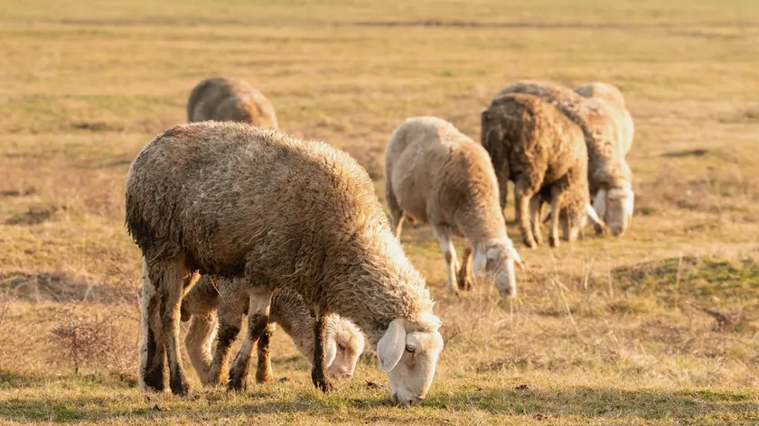 Sırbistan'da domuz yavruları ve kuzular rekor fiyatlara ulaştı; besi hayvanı fiyatlarında bölgesel farklar arttı.